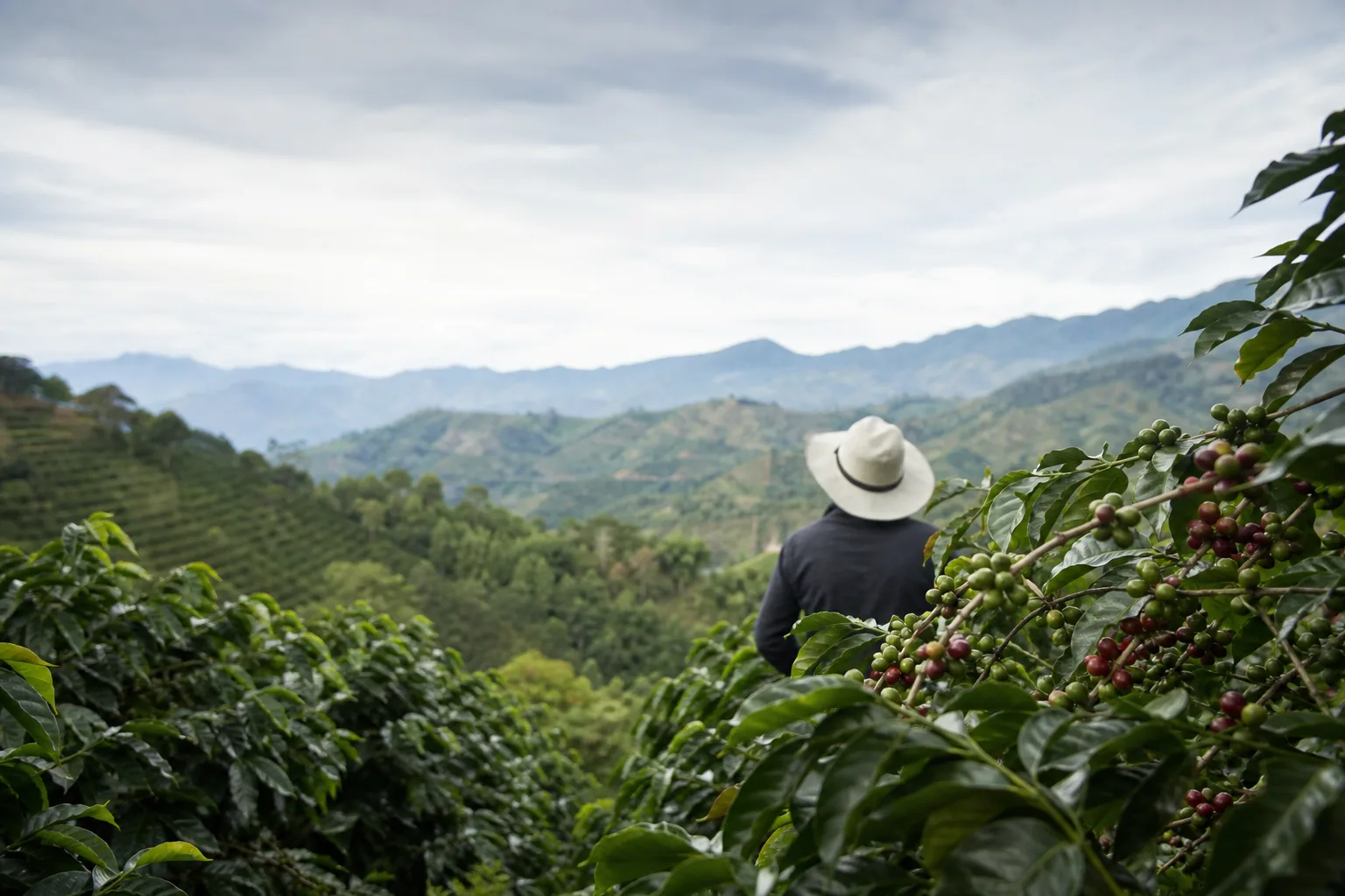 Colombiansk kaffe: Smag, regioner og kvalitet
