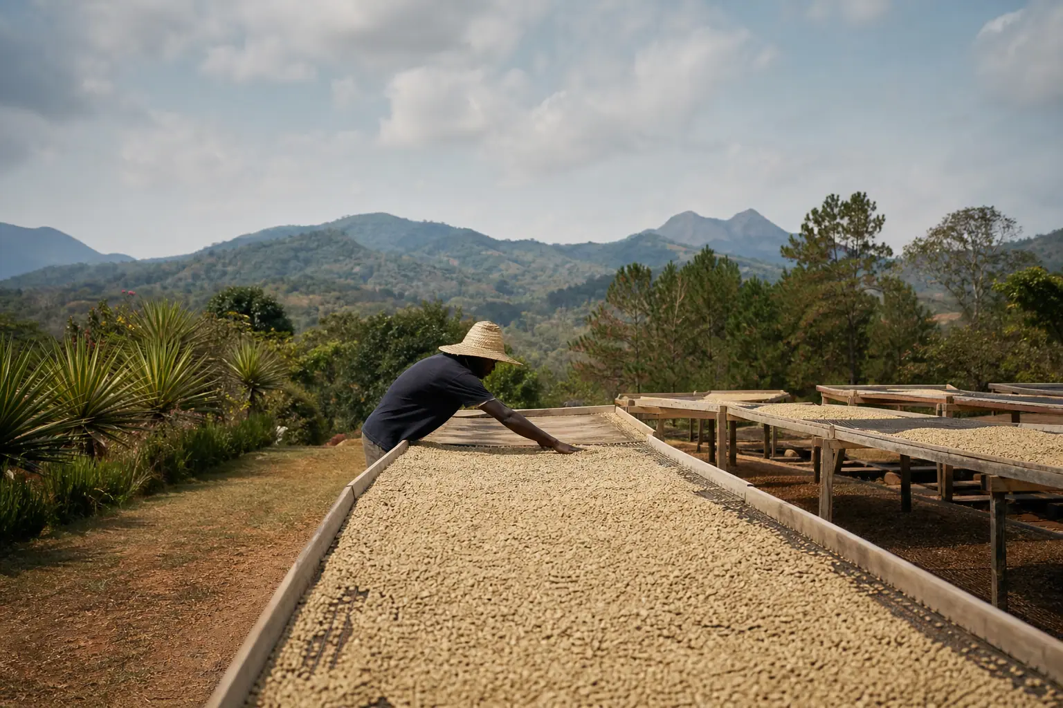 Kaffe oprindelser: Hvordan geografi former smagen i din kop