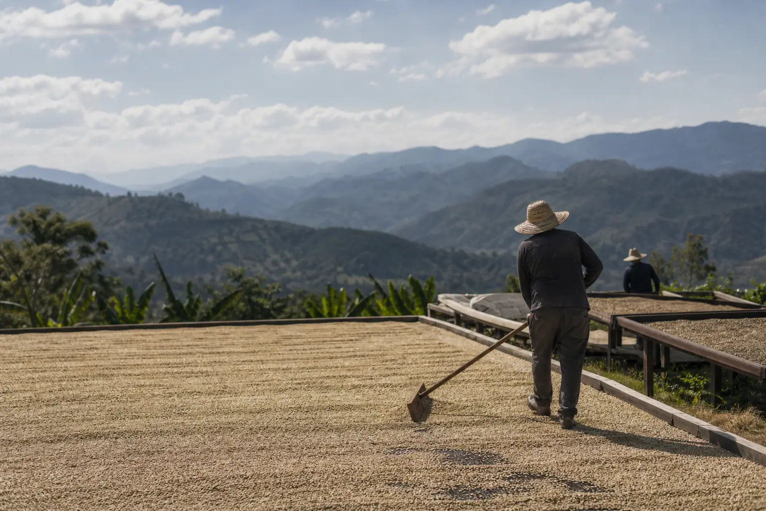 El Salvadors kaffeproduktion falder 7,5 procent